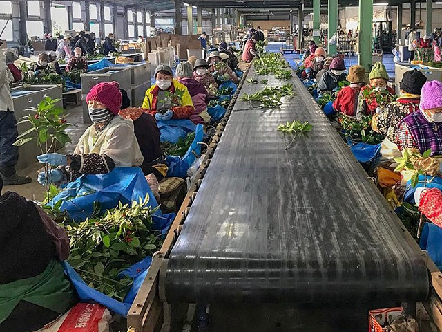 コンベアに載せられるせんりょう